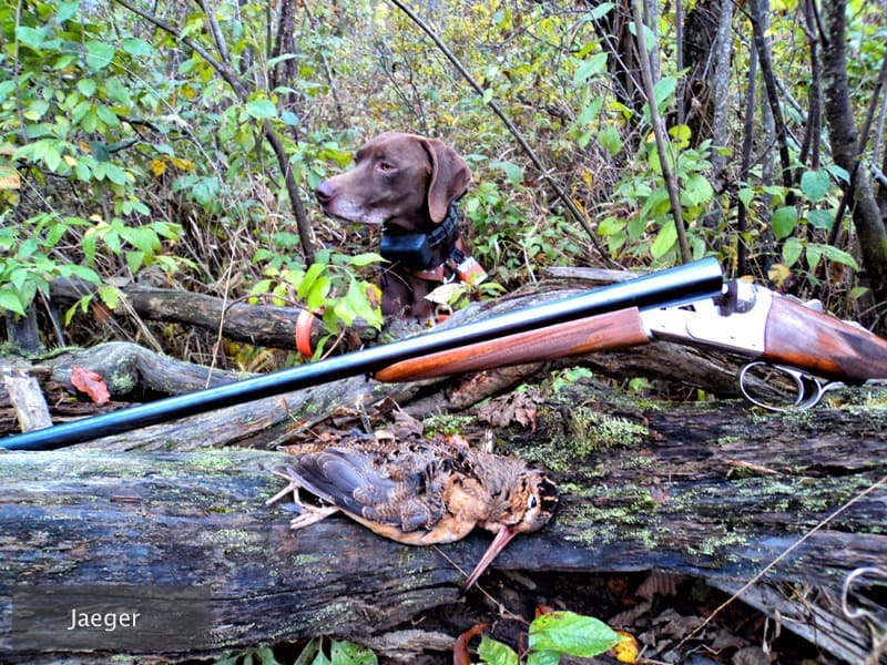Photo Gallery Gun Dog Kennels